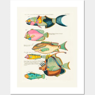 Fishes found in Indonesia and the East Indies (1678 -1746) Posters and Art